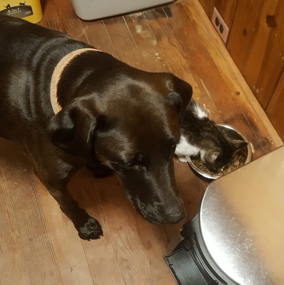 Hazel did not know what to do when Ed turned the tables and ate her food, instead of the other way around. 