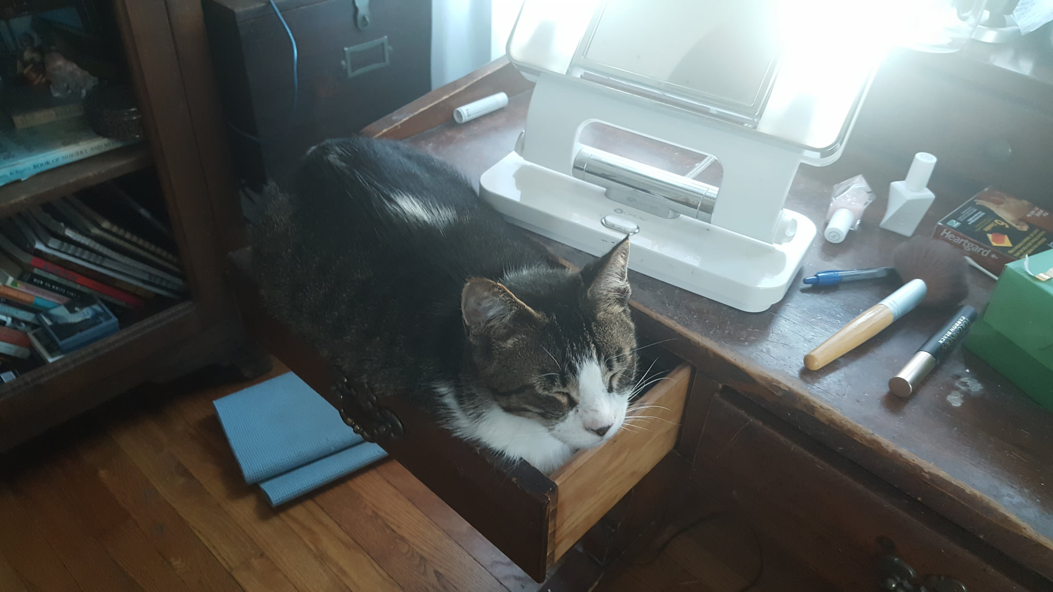 Ed decided the makeup drawer would be a good place to take a nap - while I was in the middle of putting on makeup. 