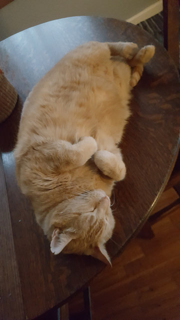 Upside down loaf. Sound asleep.