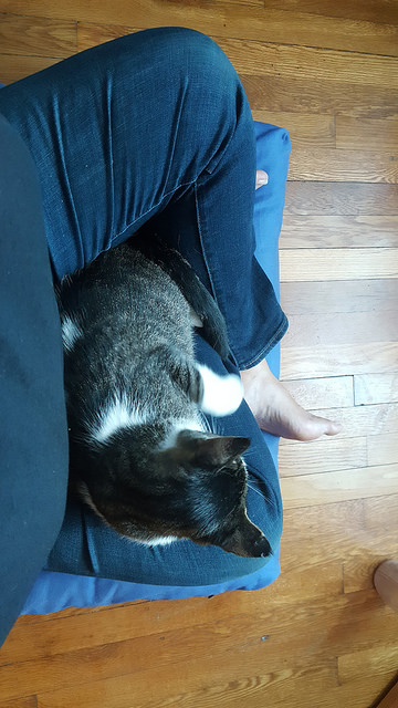 Hanging out with me while I meditate.