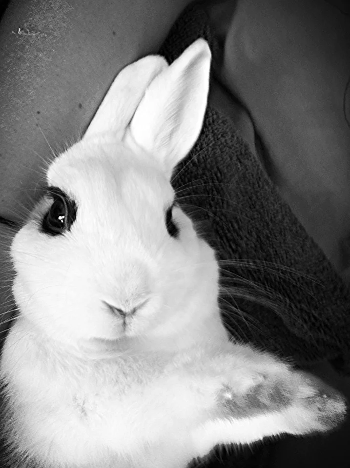 the iconic cleopatra