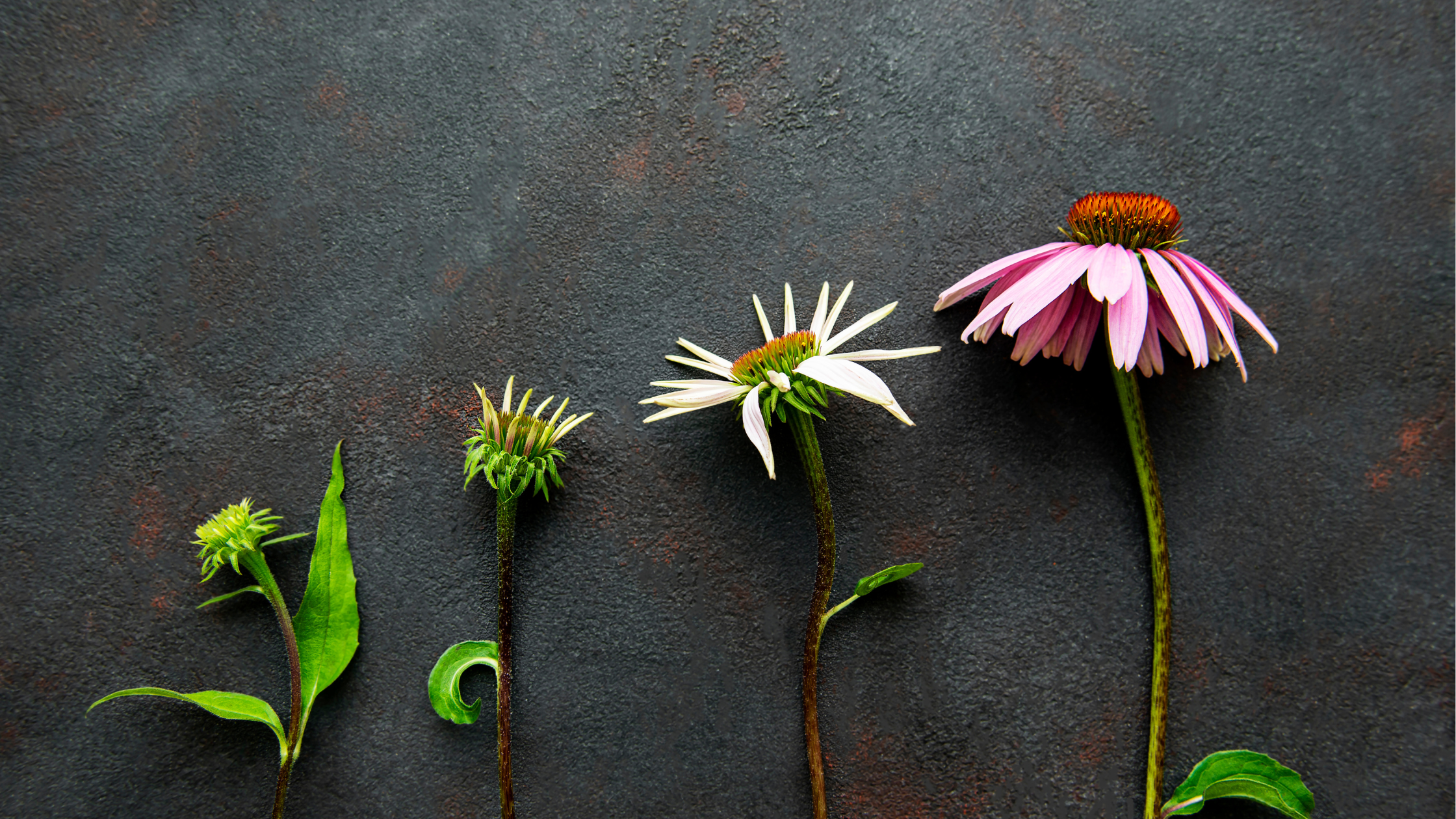 growth hypothesis definition