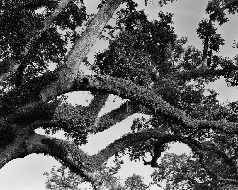 The Marriage Oaks, 2013