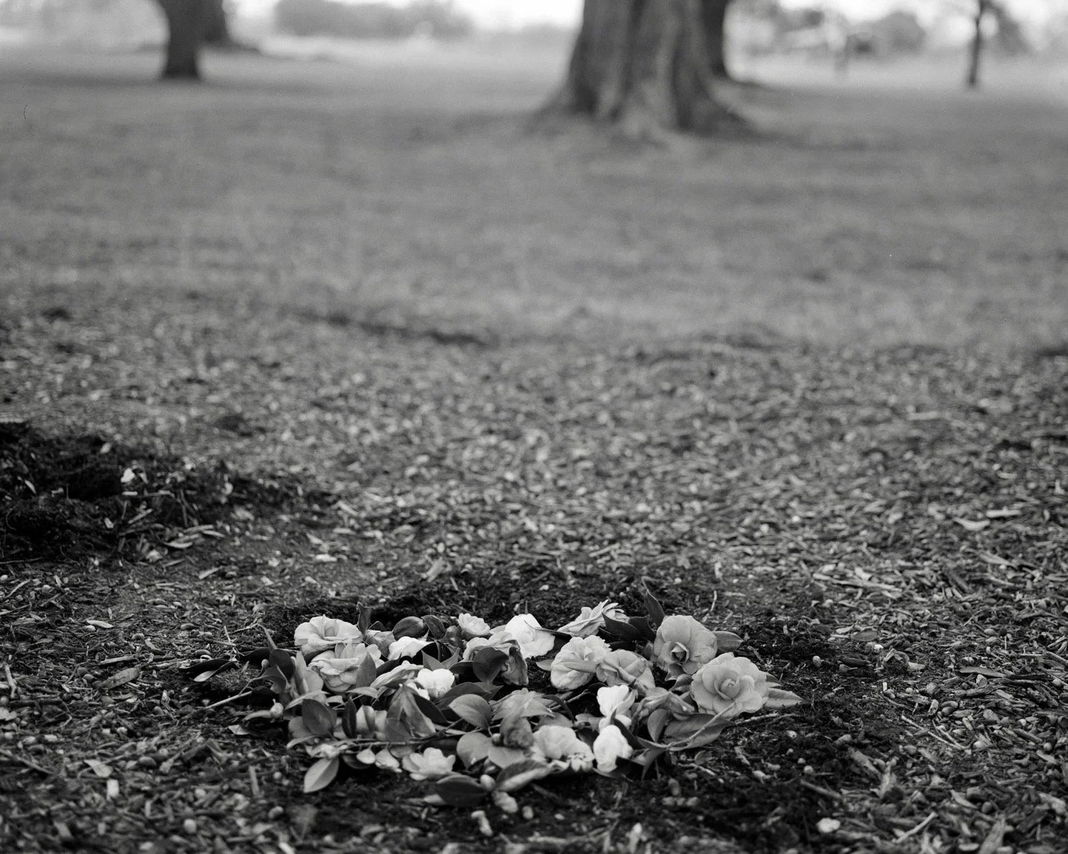 Under The Marriage Oaks (Camellias on My Mother's Grave) 2013