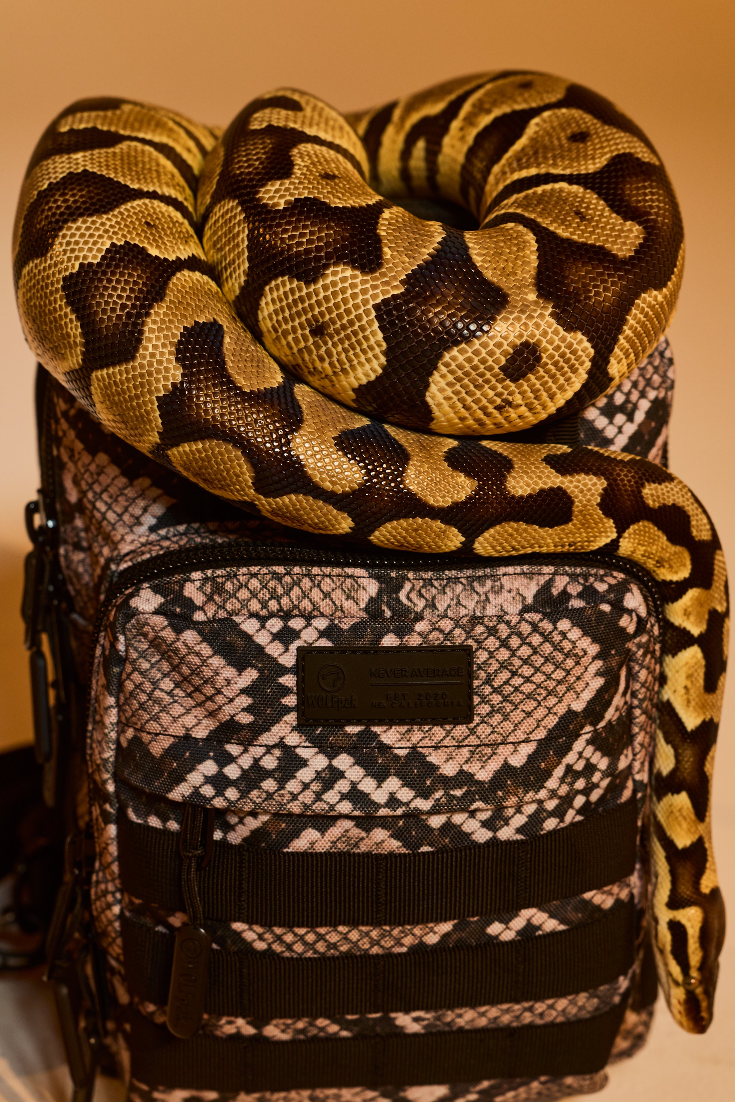 26_02_10_PYTHON10563.jpg