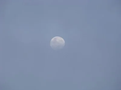 Though the sunrise today was completely obscured, the moon poked through right over my shoulder in Mar Vista in &nbsp;Los Angeles.
