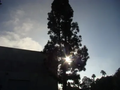 Sun-having-risen over the Agape International Spiritual Center parking lot. Choir Sunday is the one day each month I may miss the actual sunrising when I'm singing in the Choir at that moment....so worth showing up for. When you let go of trying to get more of what you don’t really need, it frees up oceans of energy to make a difference with what you have. When you make a difference with what you have, it expands. …Lynne Twist