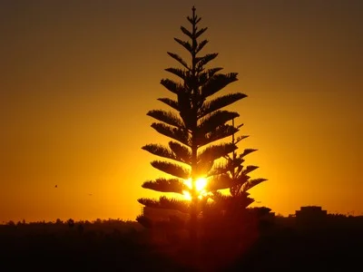 Sunrise today looks Christmas-y in Santa Monica....How about that! A person filled with happiness is one who has captured a vision for his or her life that is beyond living on the “me and mine” plan. ...Michael Bernard Beckwith