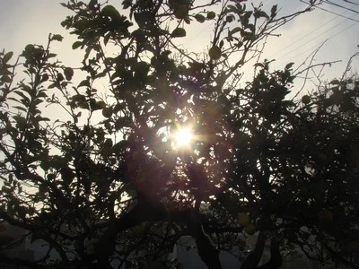 ...and then the sun burst through the lemon tree out back....Alleluia