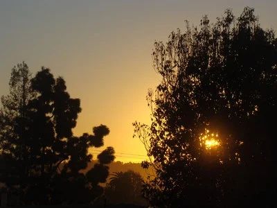 Sunrise so bright had to be caught through a tree in Mar Vista. February 12, 2015 has never happened before. It happens now, today happens NOW. Let us learn, then, from those in search of what they have not been able to find and hold in the press of humanity around them: peace of mind, gentleness of heart, calmness of spirit, daily joy. Those who are mastering the art of flying solo and soaring to their highest human potential. Who have come to understand that to know and to love and to be of value to others, they first must know and love and value themselves; that to find their way in the world, they have to start by finding themselves. …Lionel Fisher