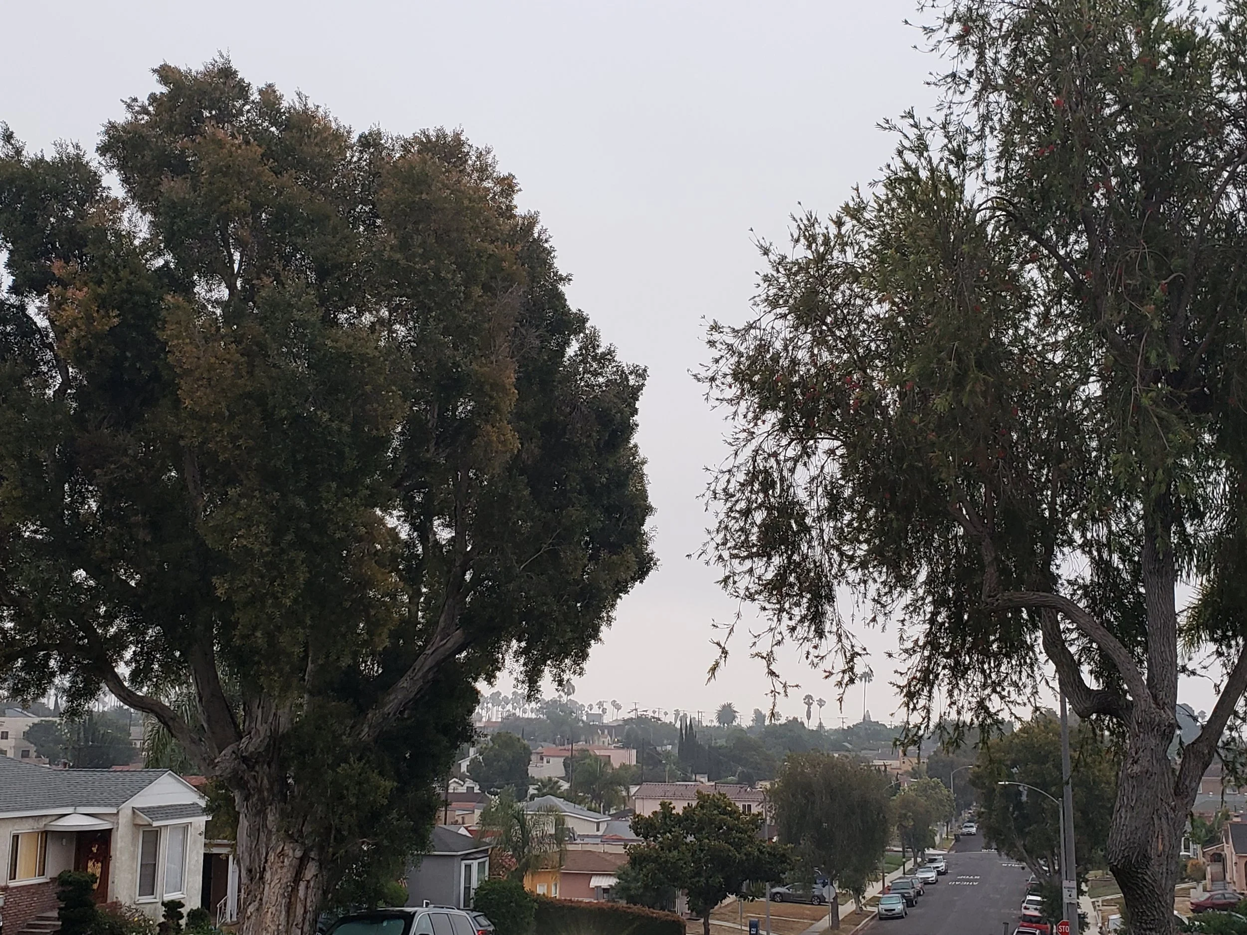 Followed by emergence over Starbucks in Culver City