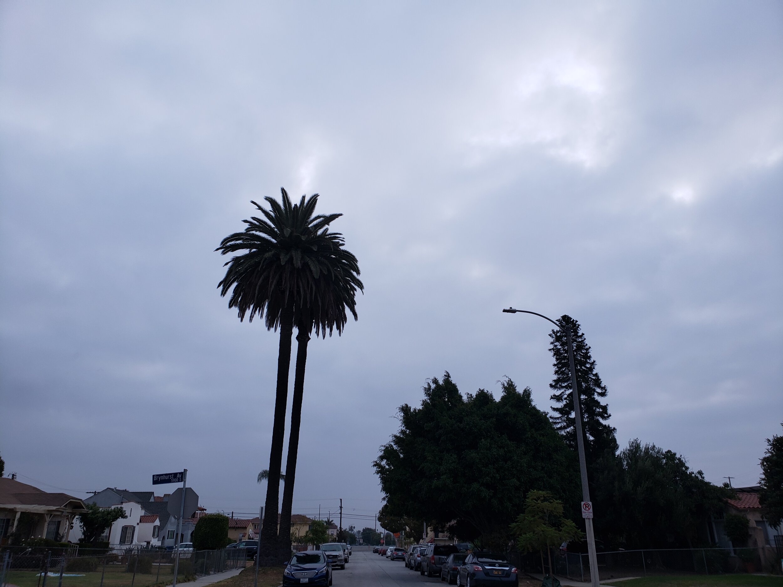 followed by emergence in our own backyard lemon tree