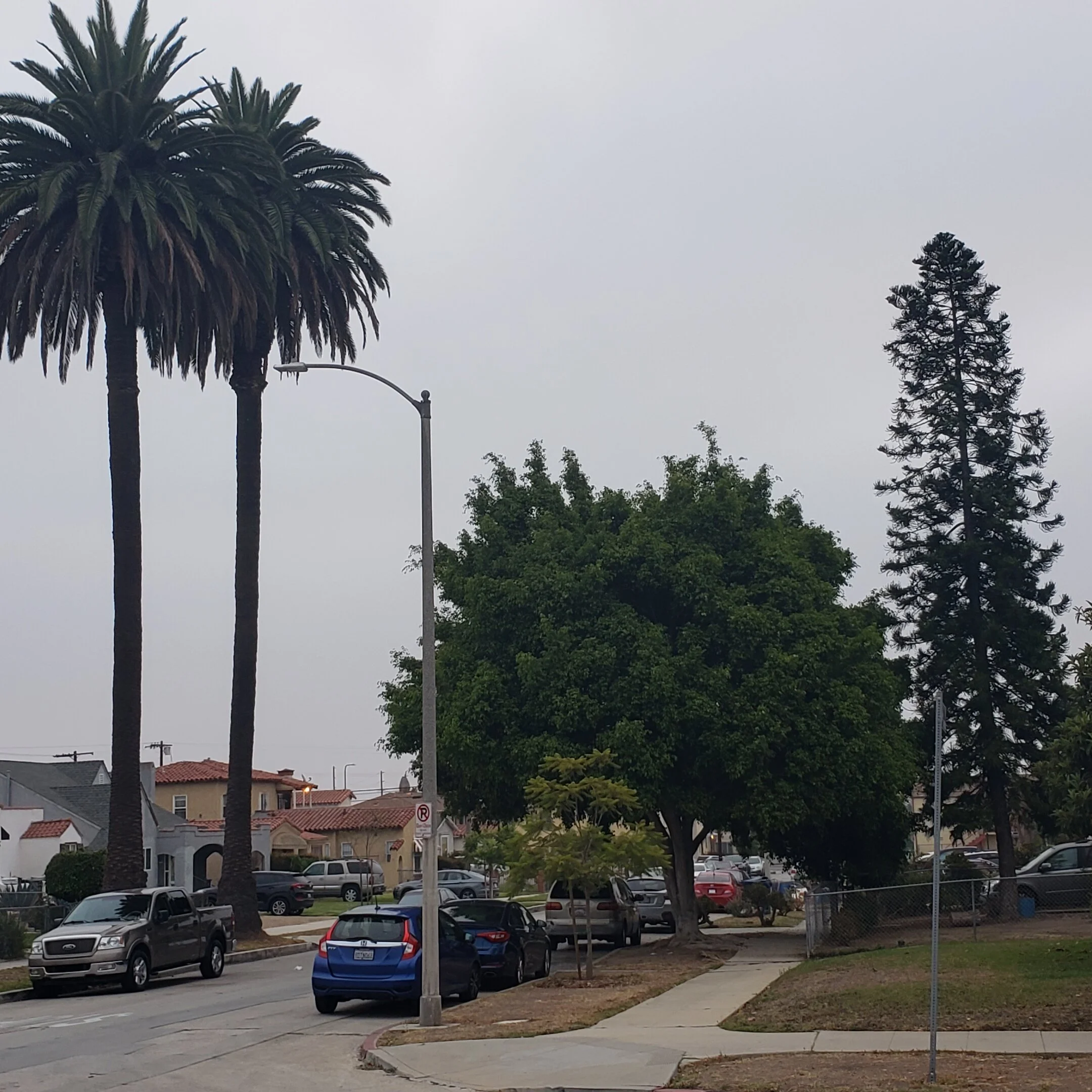 …and then brief emergence 0ver the lemon tree and boughanvilla in our backyard