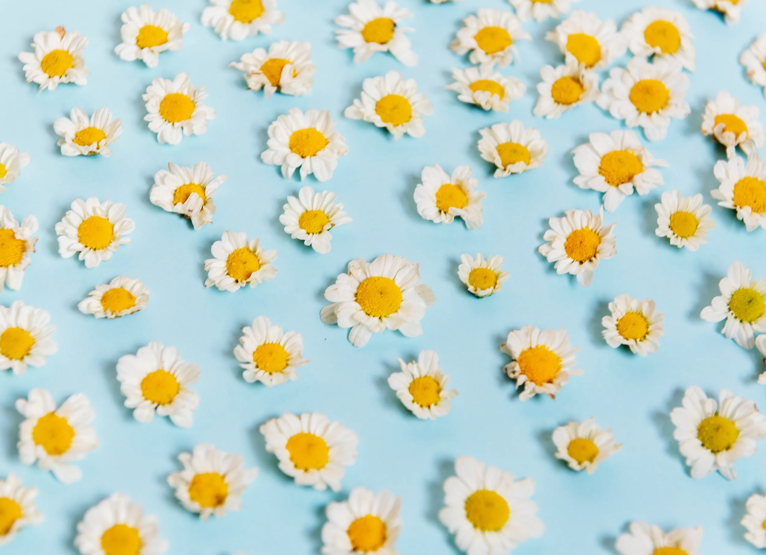 arrangement-background-bloom-1323645.jpg