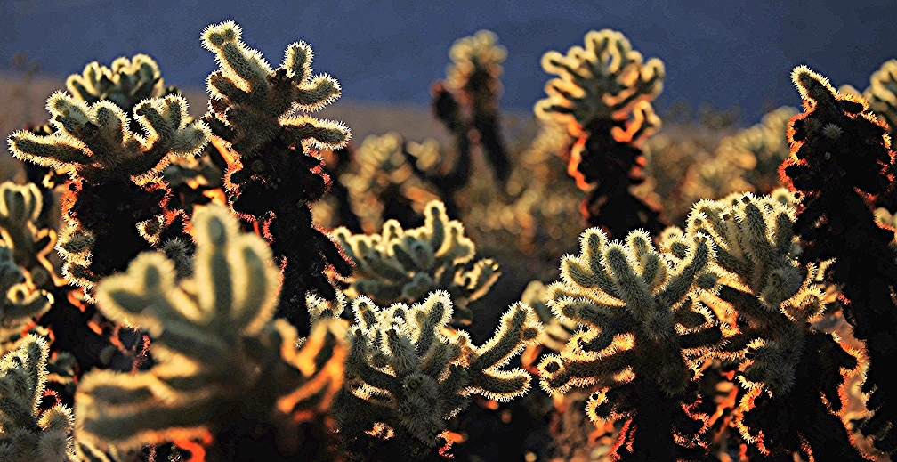 Joshua Tree National Park, California