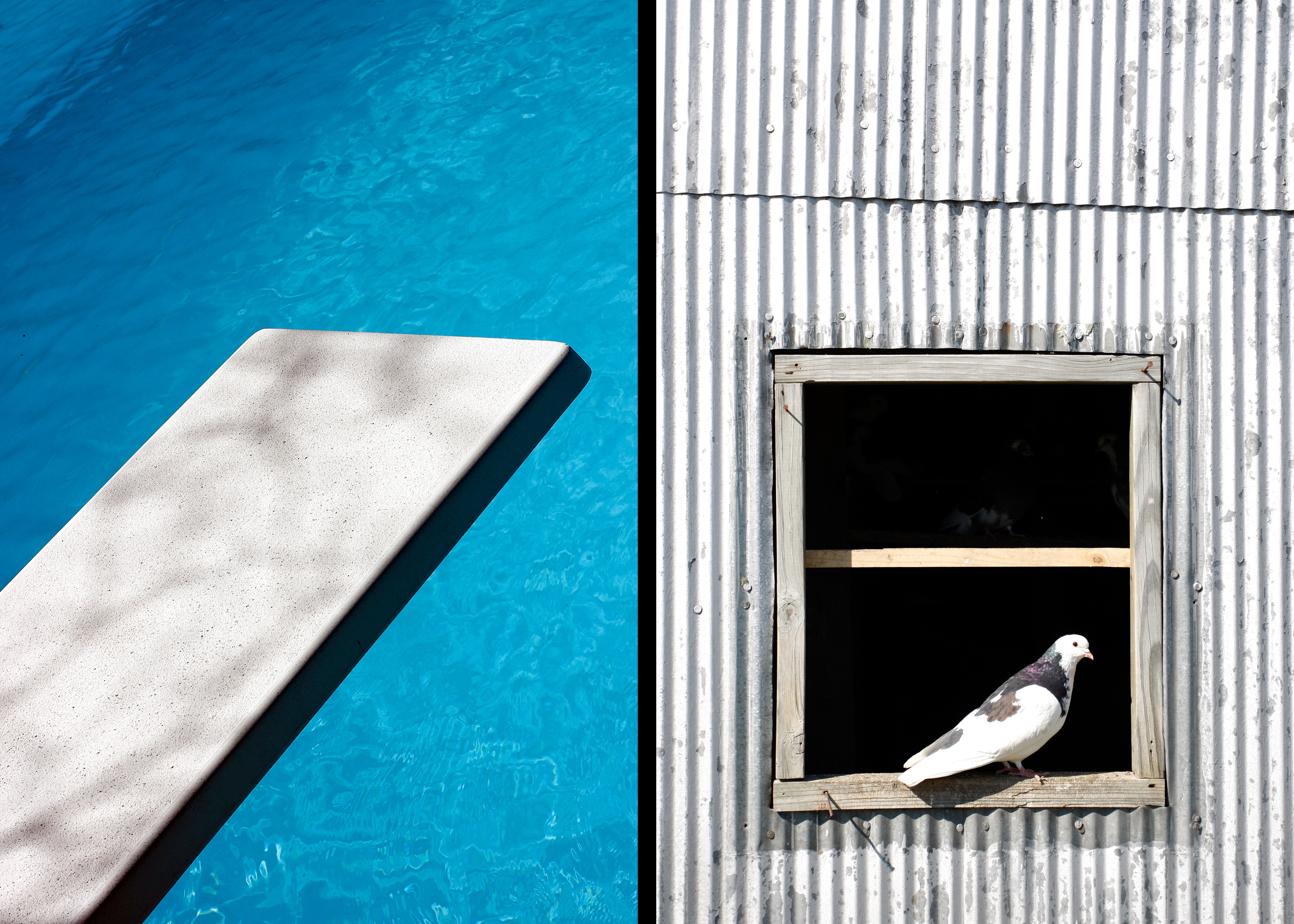 Pool and Pigeon