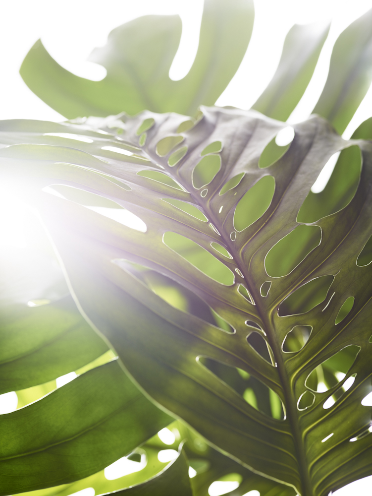 COLLECTORS_AND_EXPLORERS_TEXTURES_V12_110.jpg