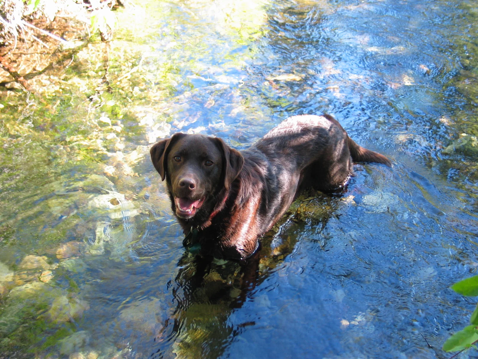 jetta in water