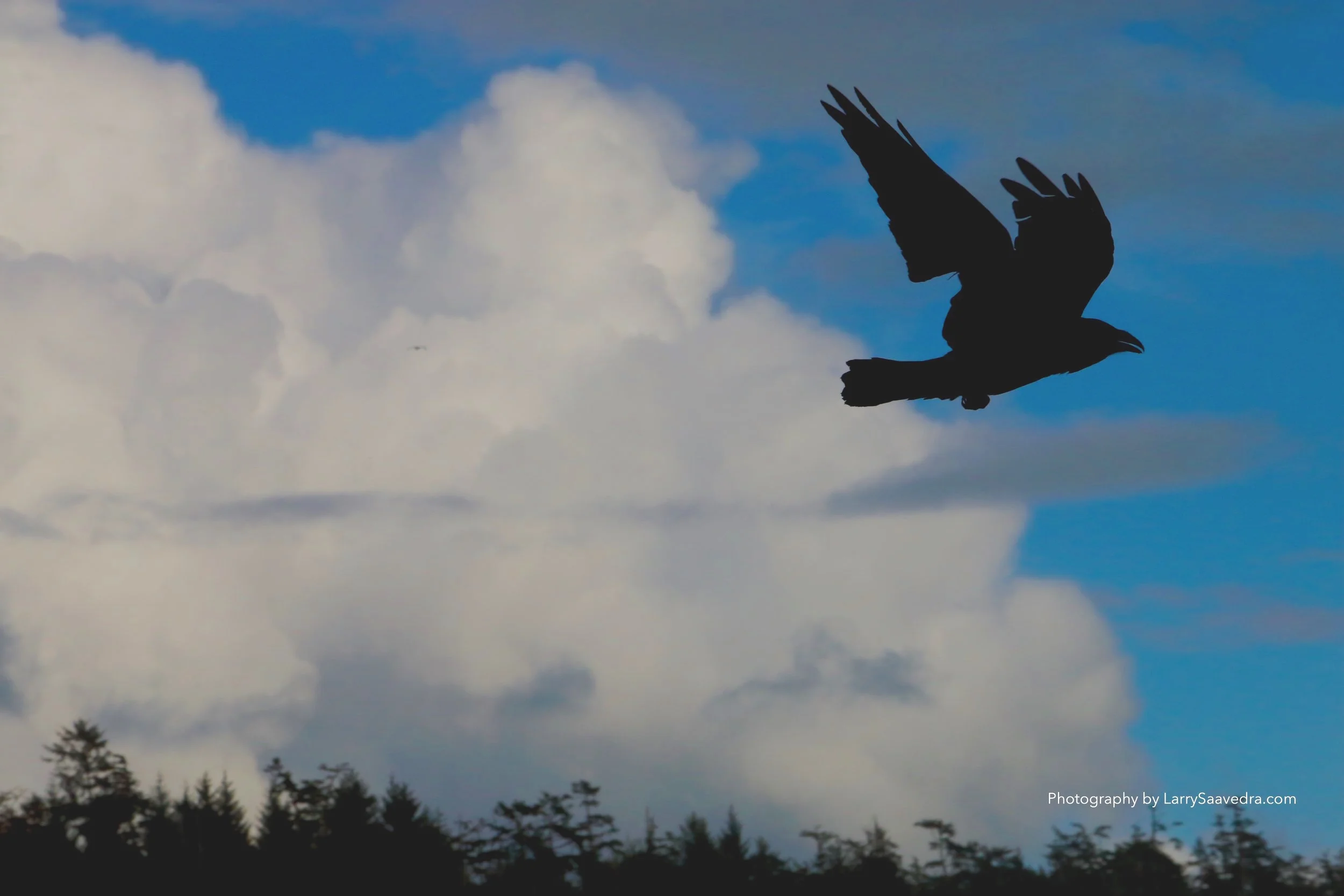 The raven. Native people call him the Teacher of Knowledge.The raven is notes as placing the sun in the sky and fish in the sea. Imagine taken at Combers Beach in Vancouver BC. 500th sec at f16 400asa