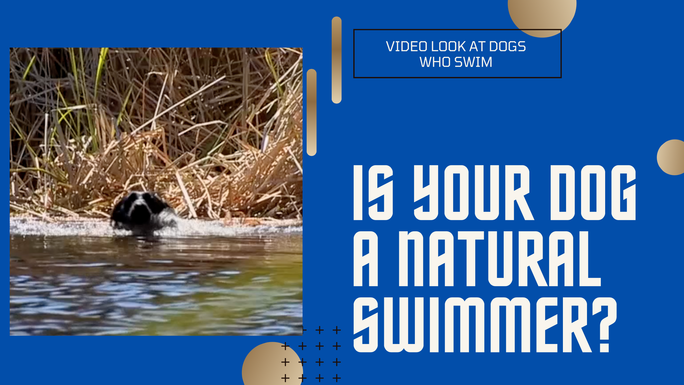 Do All Dogs Swim?