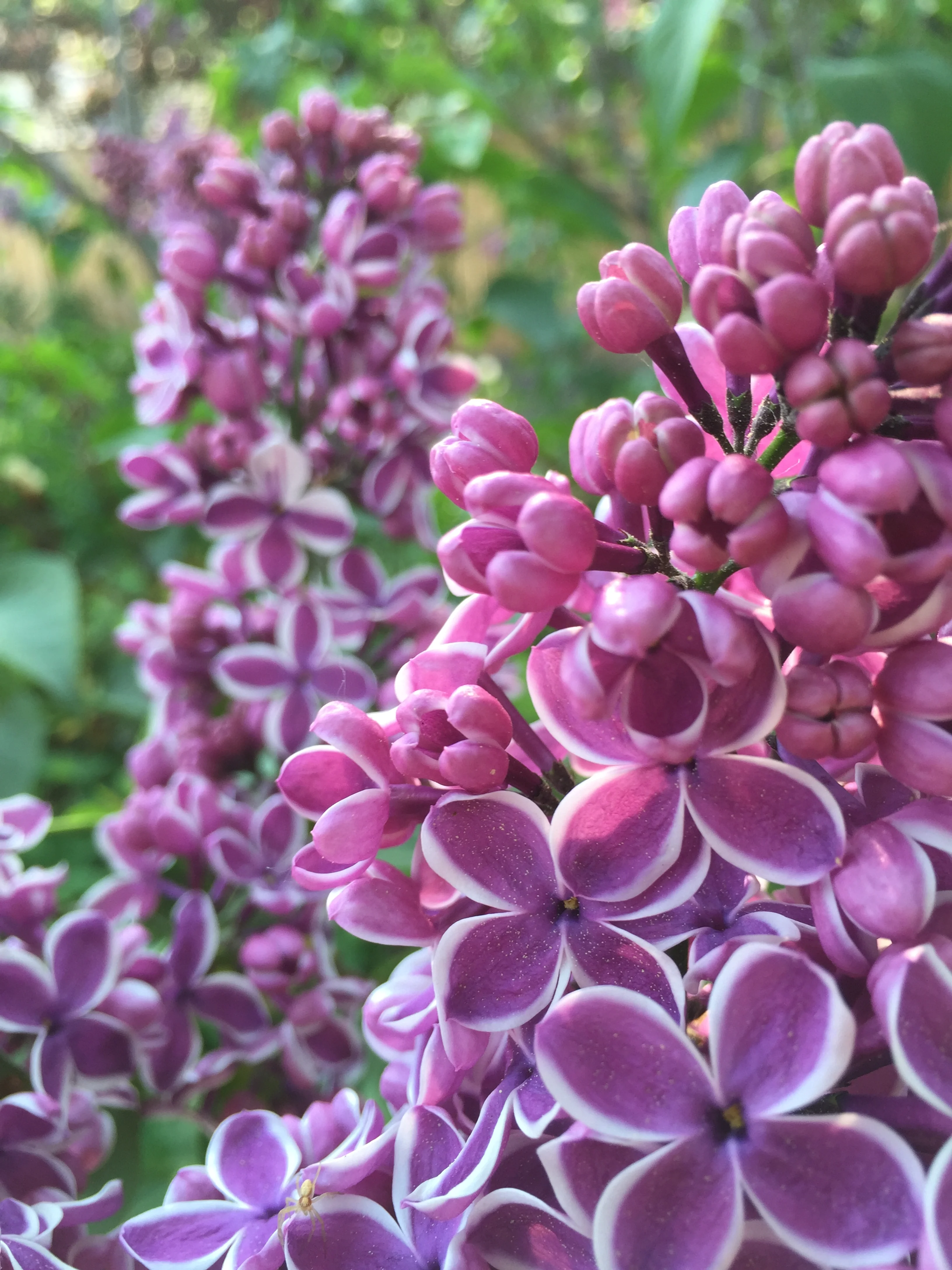 Beautiful 'Sensation' - the first bicolour lilac, discovered in the 1930s by a Dutch grower