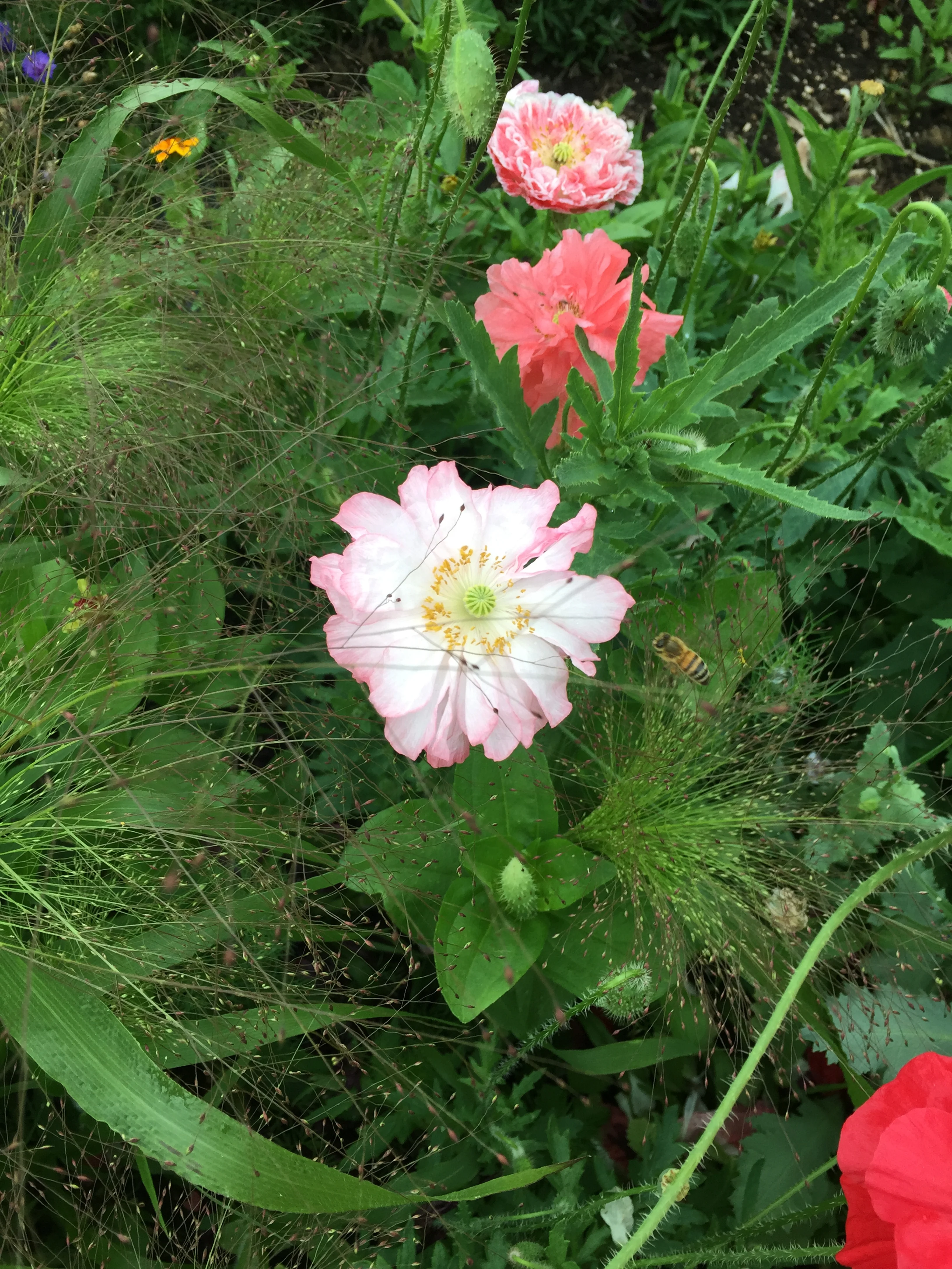 Shirley poppies amidst the grasses