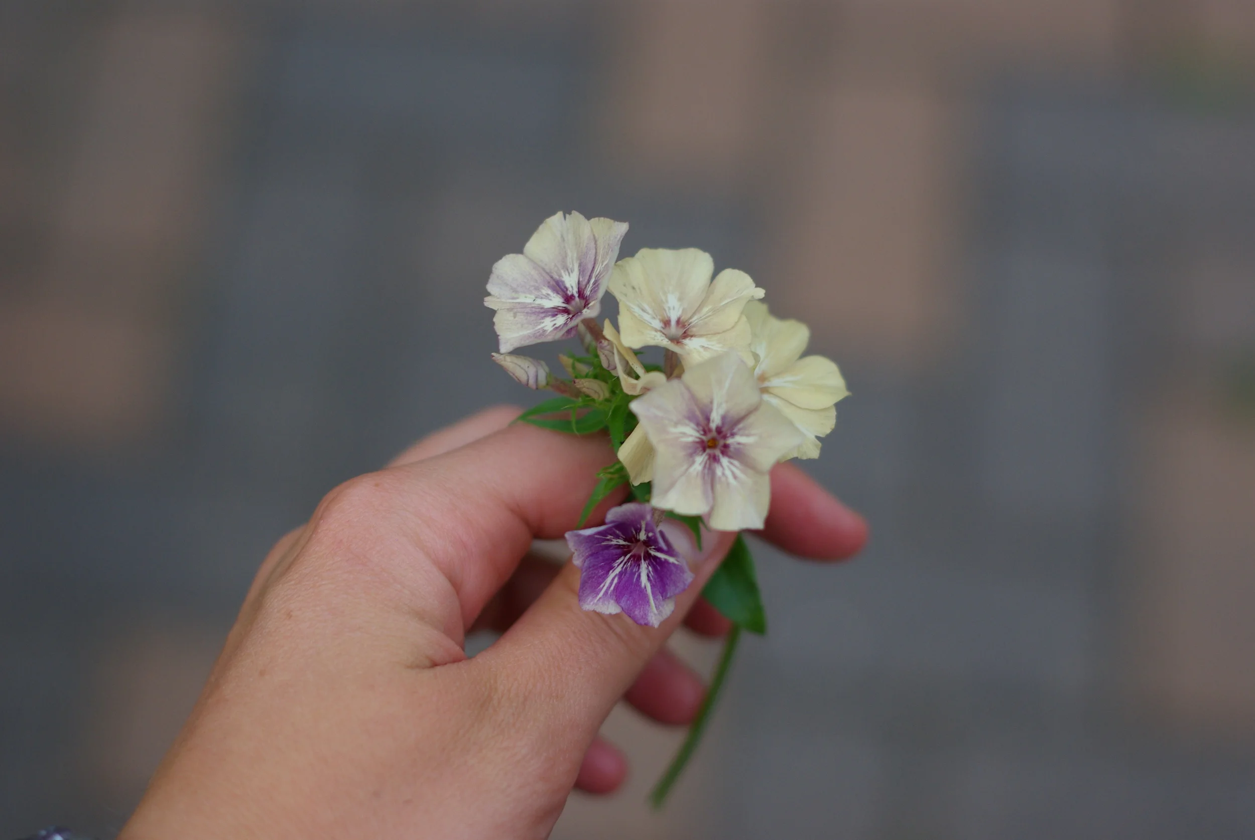 I am in LOVE with this phlox called 'Creme Brulee' which I grew from seed from Chiltern Seeds in the UK