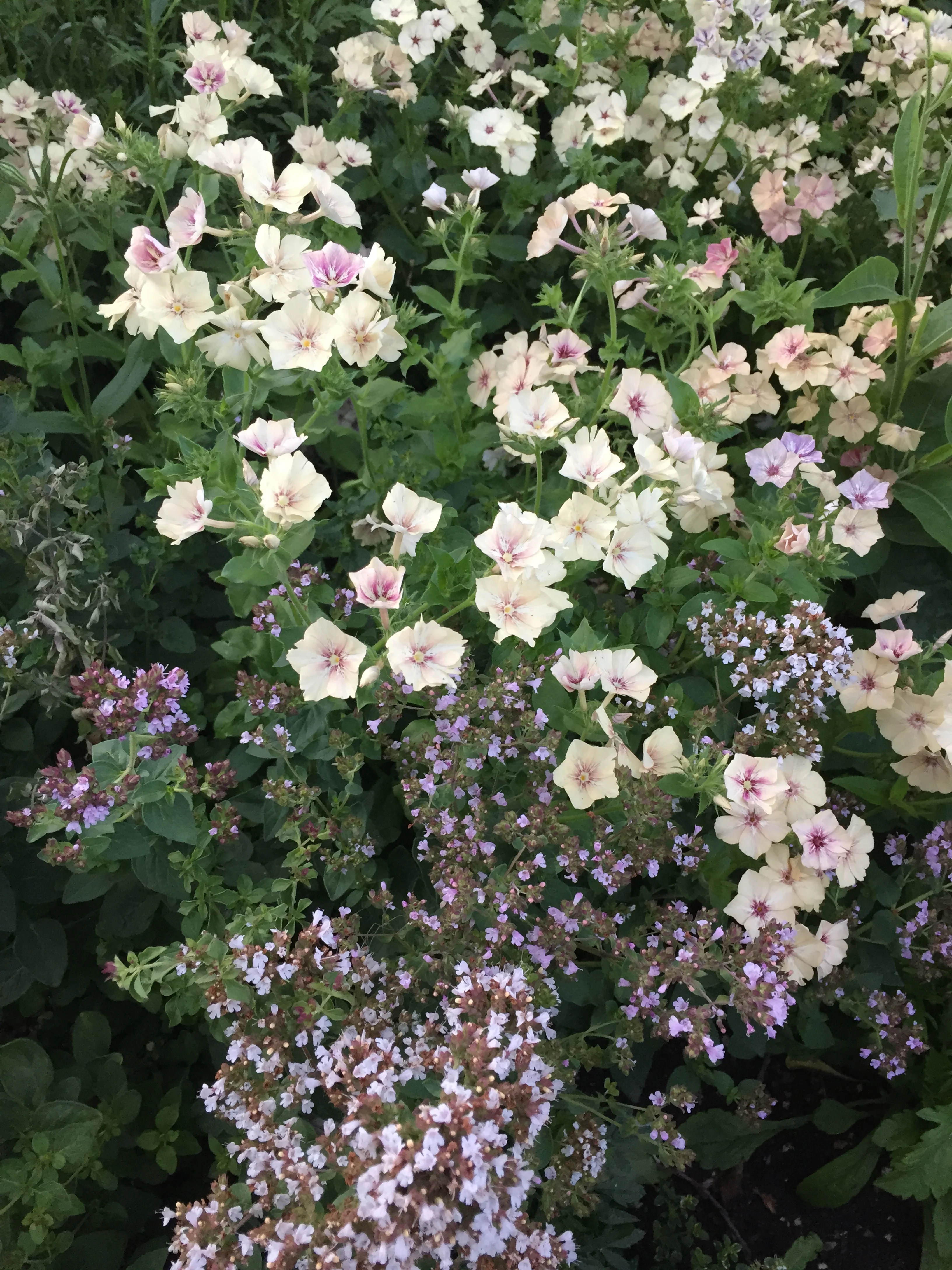 Phlox and oregano