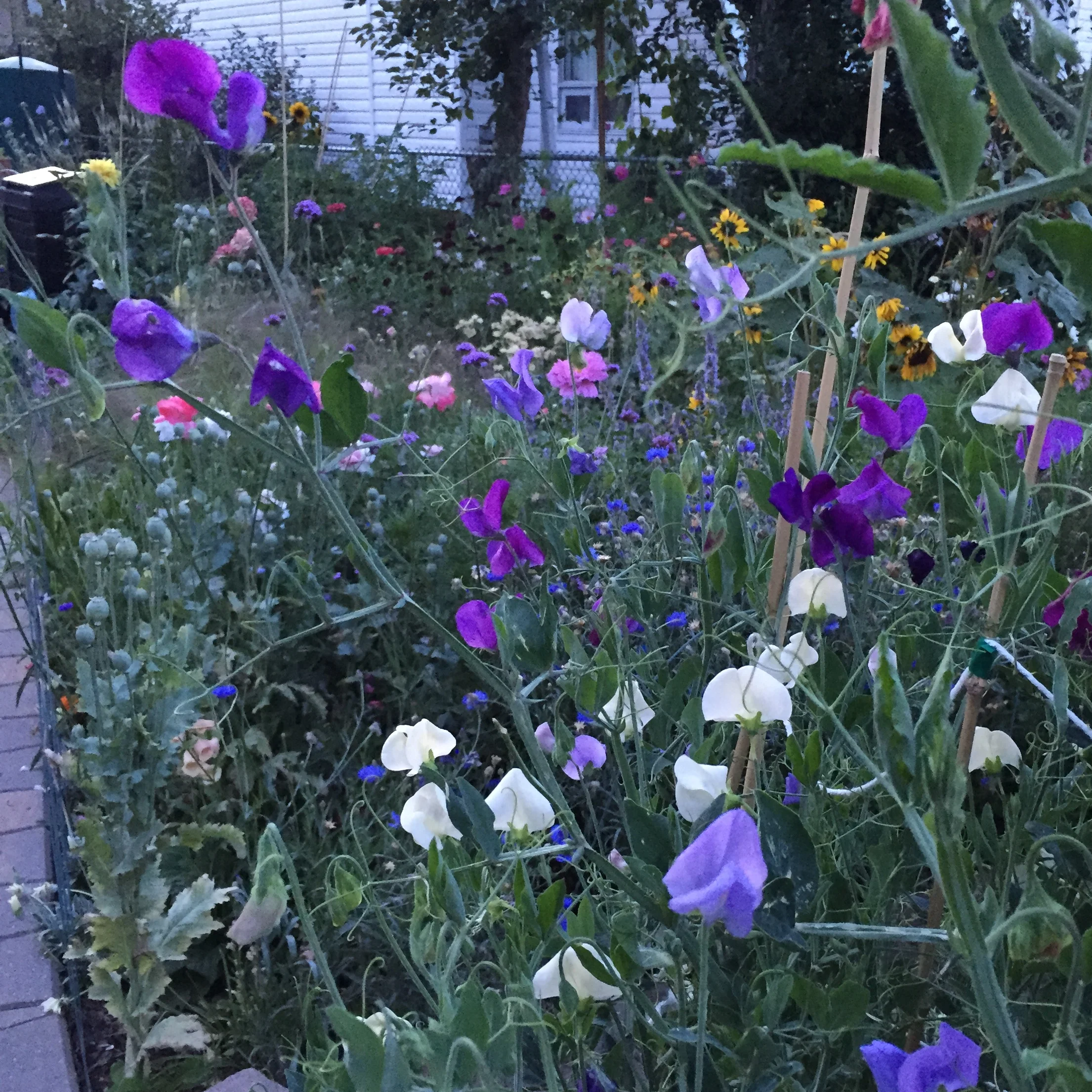 Late night sweet pea picking