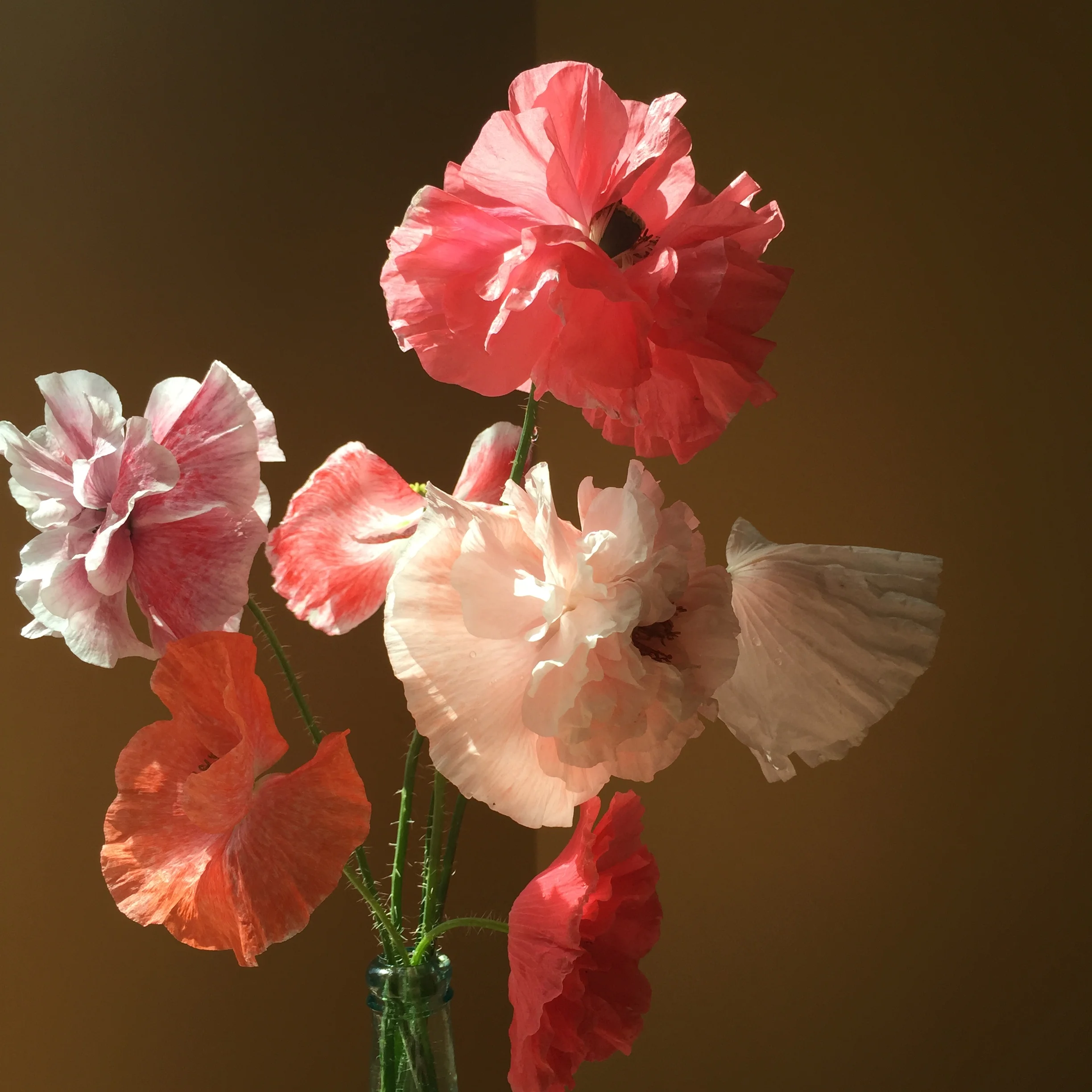 Shirley poppies are an exceptionally short-lived cut flower but I love their delicate nature - to help them take up water, sear freshly cut stems 