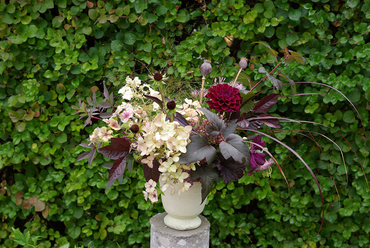 Mid-September - hydrangea, phlox, dahlia, cobea vine, clematis, heuchera, frosted explosion grass, poppy pods, ninebark (Physocarpus), Rosa glauca, rudbeckia seed heads, sandcherry (Prunus x cistena), oregano, eupatorium, purple fountain grass (Pennisetum)