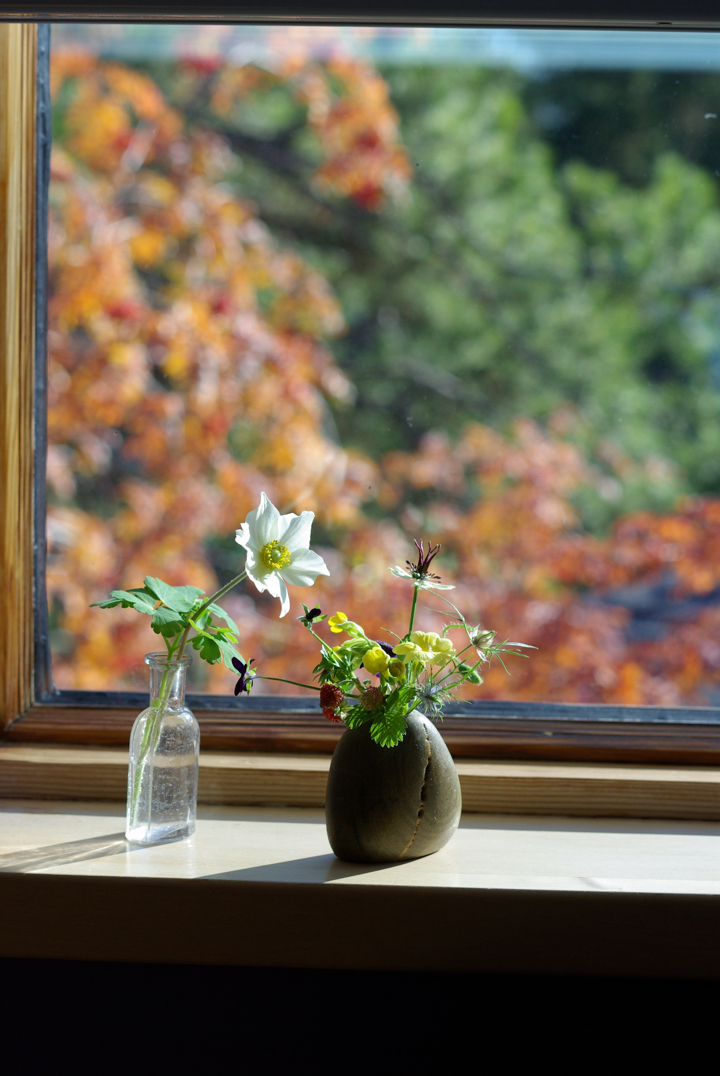 Mid-October (spring comes again) - columbine foliage, nigella, anemone, primroses(!), viola, alpine strawberries