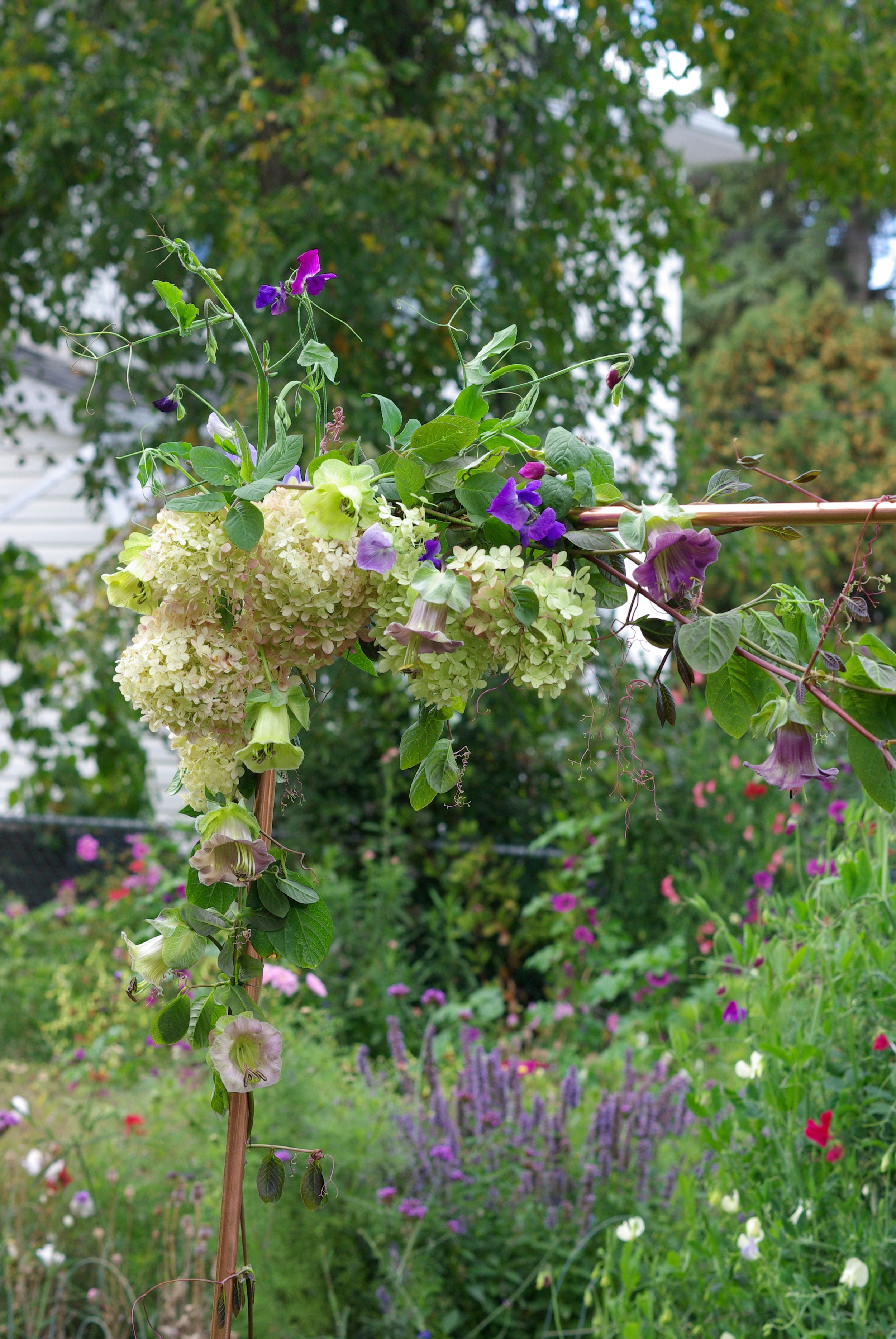 Mid-September - Cobea vine, 'Limelight' hydrangea, sweet peas