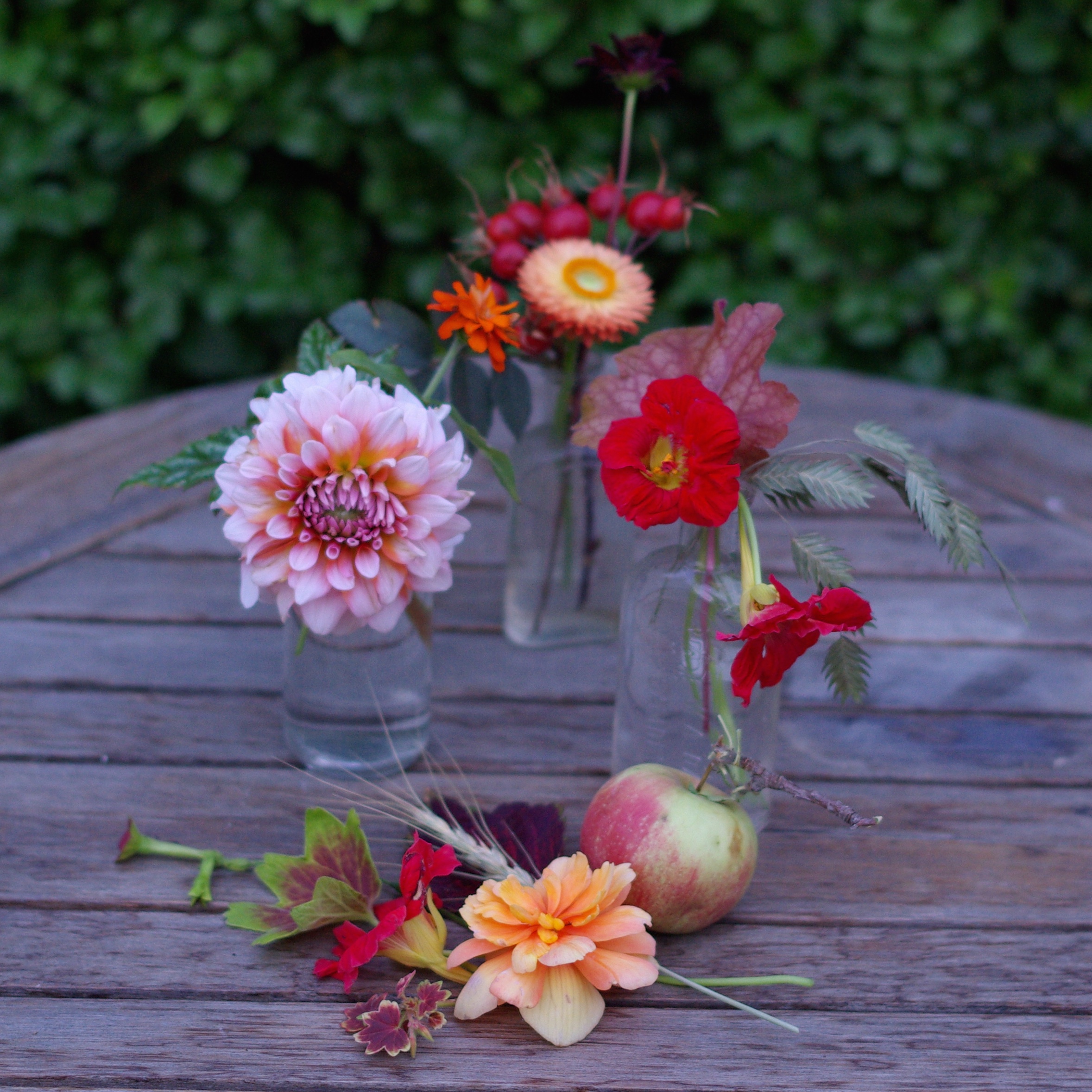 Early September - pelargonium, nasturtiums, dahlias, apples, coleus, nicotiana, begonias, Chasmanthium latifolium, cornflower, zinnia, rosehips, wheat, chocolate cosmos, heuchera