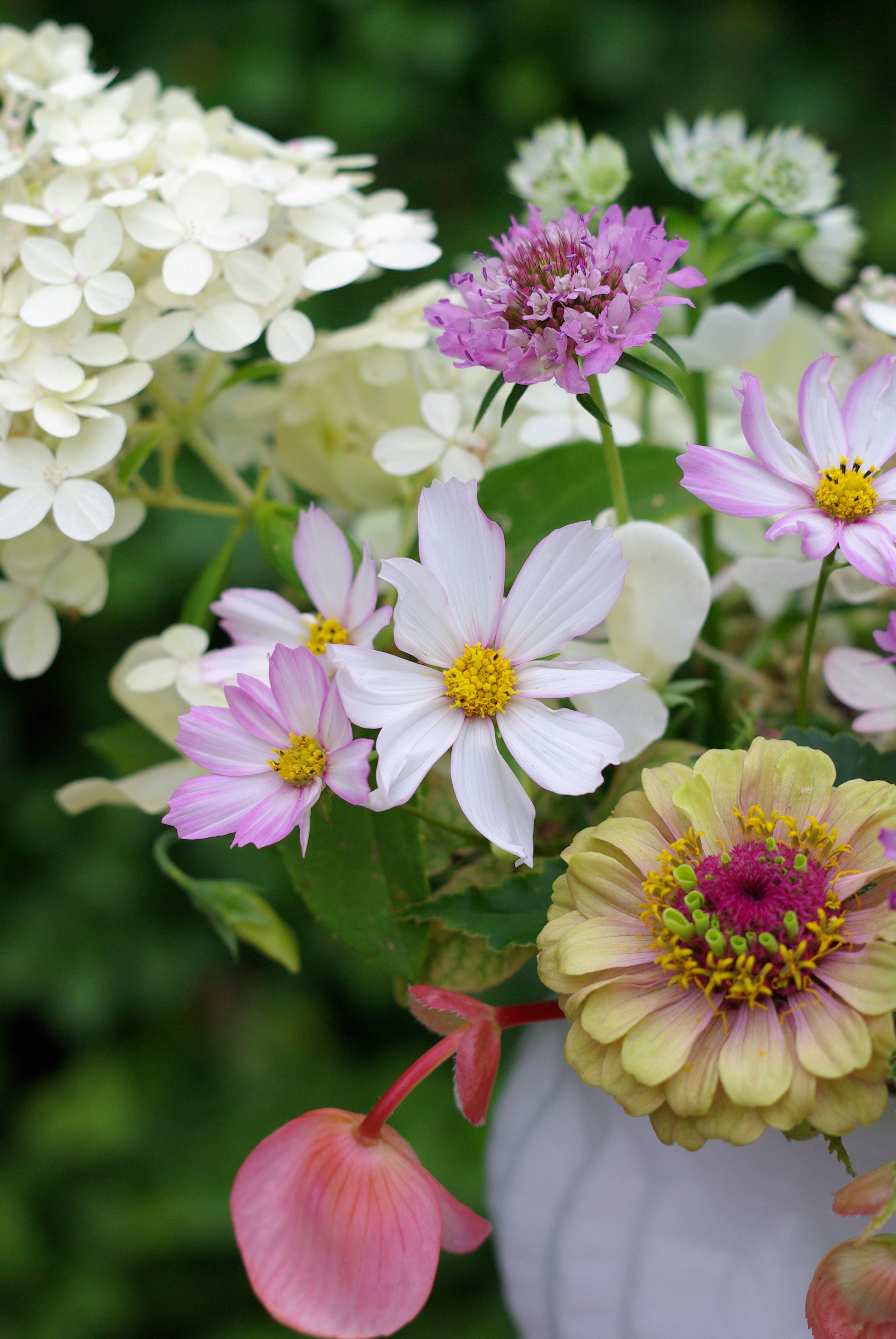 Late August - begonias, zinnia, epimedium foliage, cosmos, scabiosa, 'Limelight' hydrangea, astrantia, sweet peas