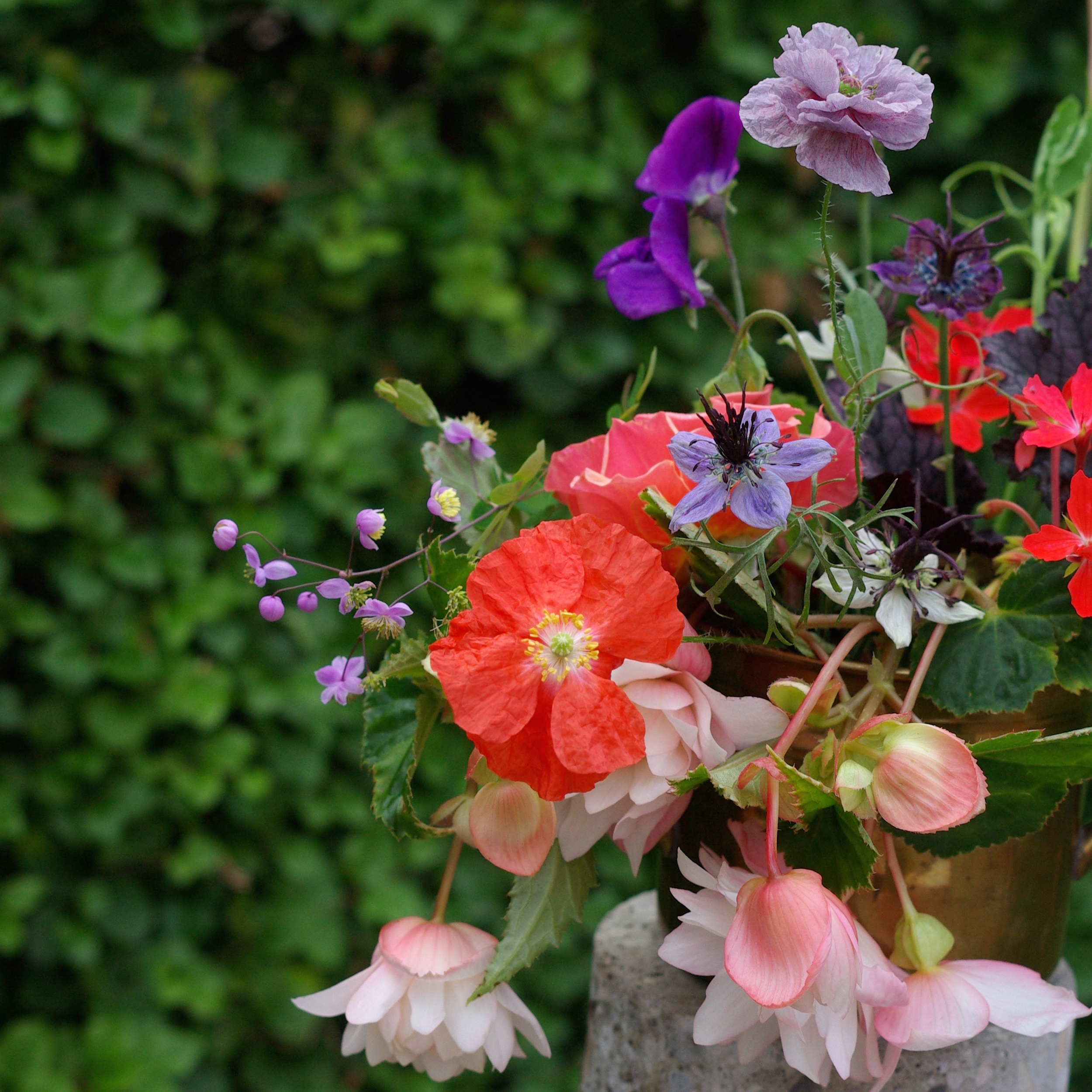 Late August - begonias, poppies, thalictrum, nigella, heuchera, sweet peas, pelargoniums, roses