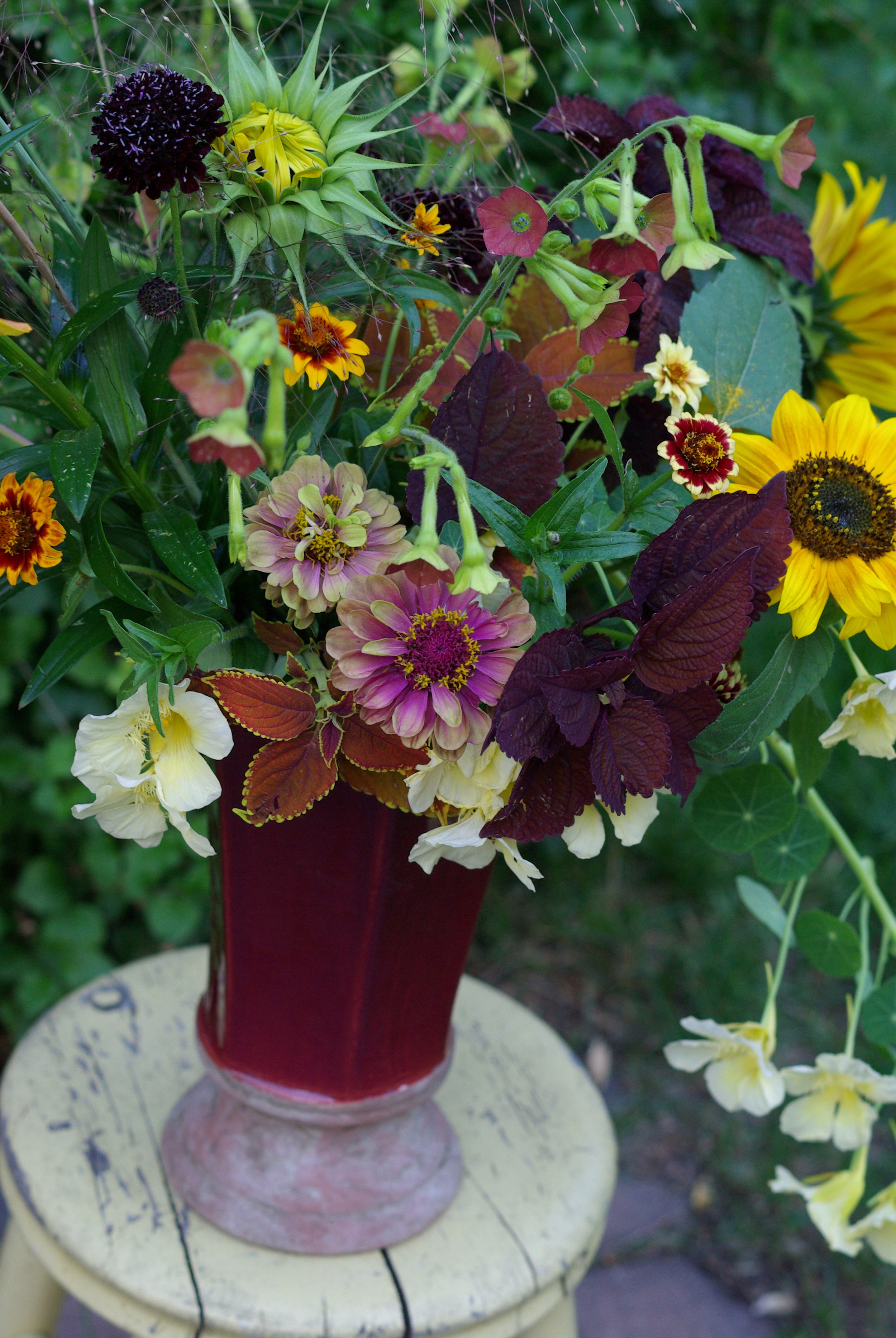 Mid-August - zinnias, nasturtiums, nicotiana, coleus, sunflowers, scabiosa, frosted explosion grass