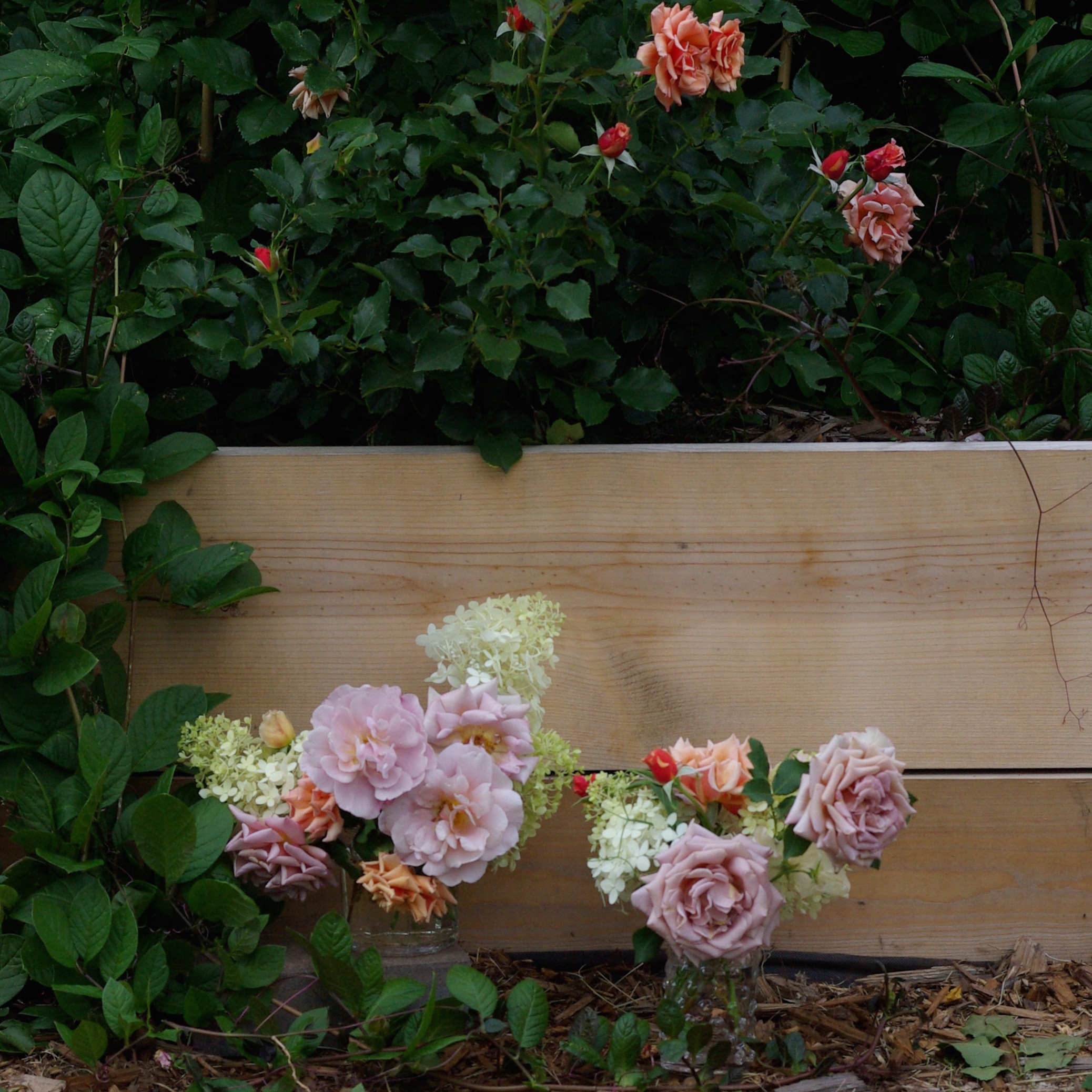Early August - roses and hydrangea, cobea vine