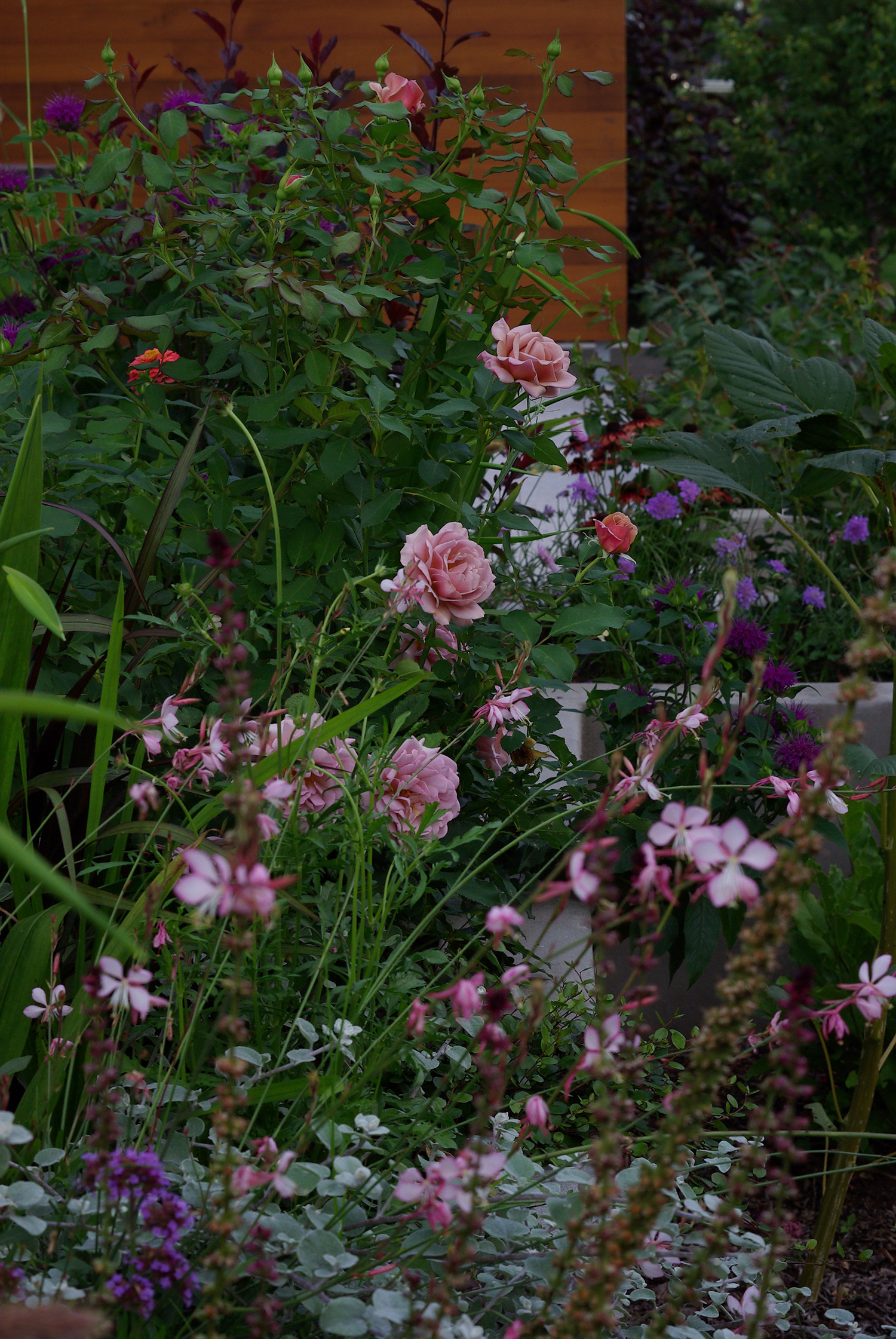 'Koko Loko' in the garden