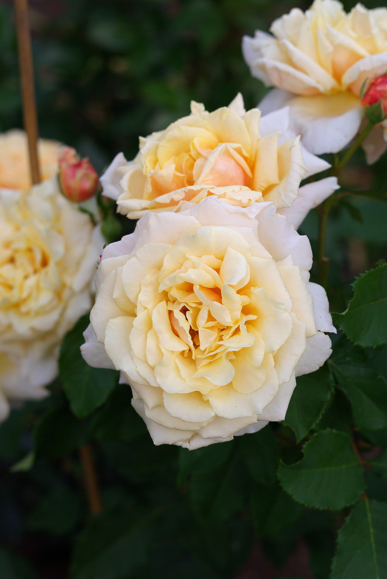 'Carmella Fairy Tale' in the garden - new to me and a favourite for the blend of pale yellow and apricot tones