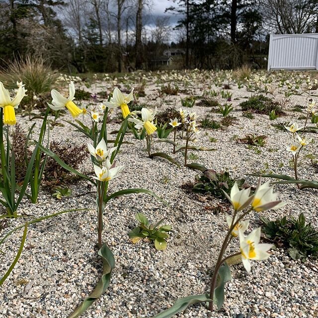 The sand pit has its first major flush of the year with Tulipa turkestanica. I first bought some from Union Square market way back when I lived in NYC, and since then have always had some in the garden. A welcome distraction to watch them open and cl