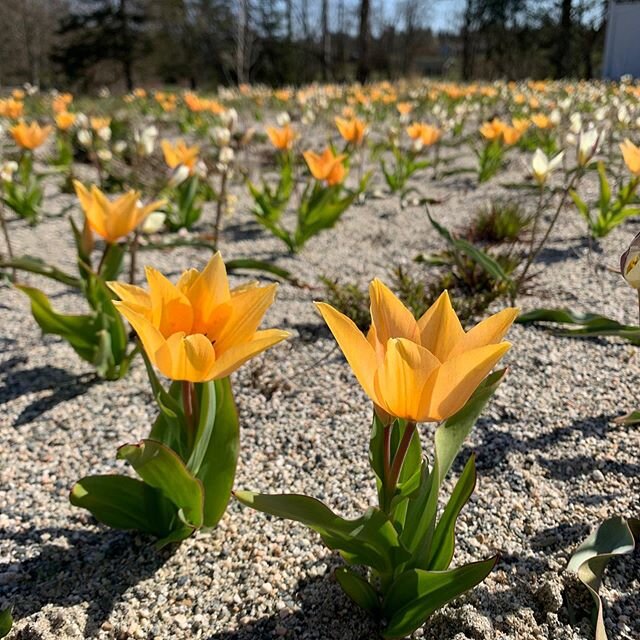 Bulb time currently moving much faster than quarantime. Following fast on the heels of Tulipa turkestanica is T. &lsquo;Shogun.&rsquo; Also enjoying tiny little Pulsatilla vulgaris which were sown as part of the seed mix just over a year ago.