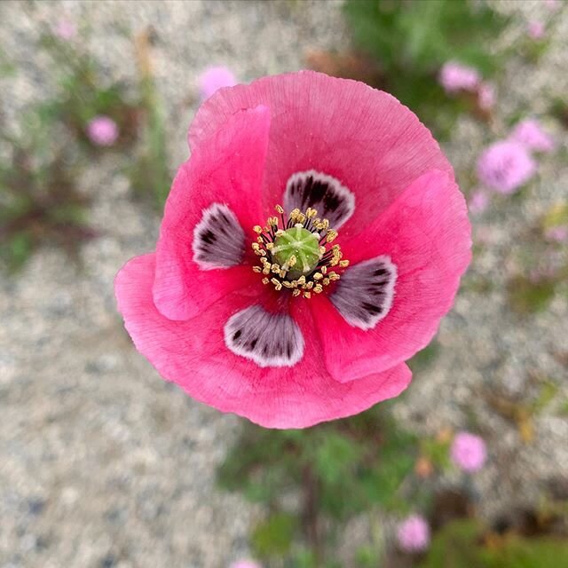 Beth&rsquo;s Poppy has self sown in the sand pit. Each flower only lasts a day or two but they&rsquo;re each so perfect.
