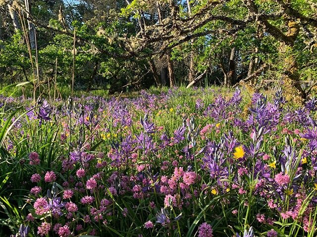 The camassias in our local Garry oak meadow are here!! The bees are very happy. This year I was supposed to be in a friendly competition with @monicadockerty and @seaviewslope over whose favourite meadow was best; we had field trips scheduled and imp