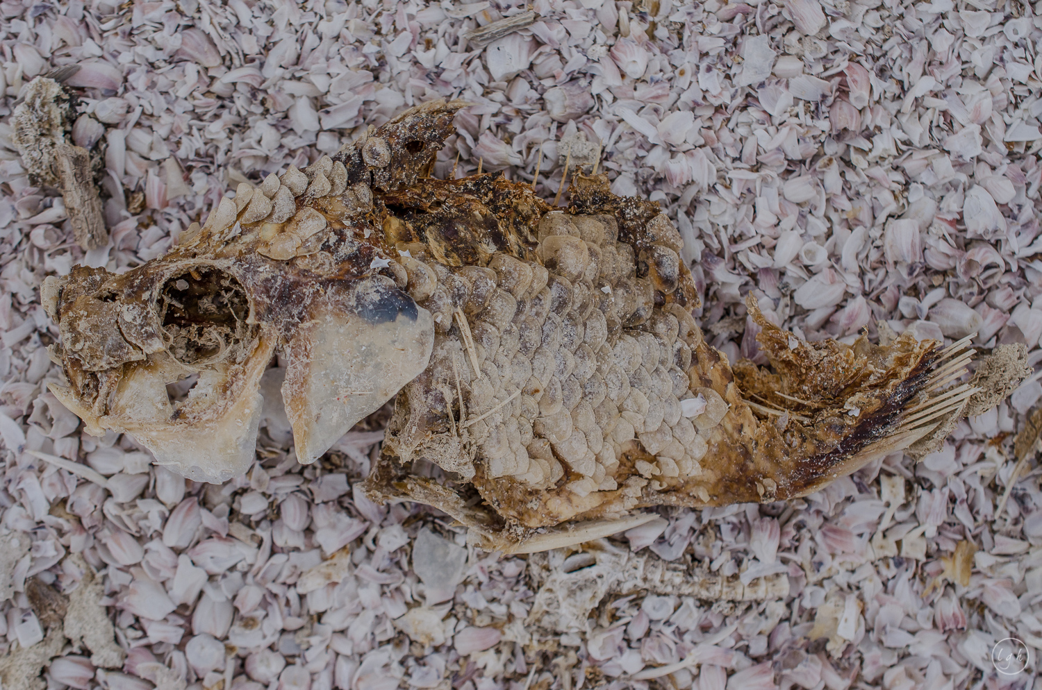 SALTON SEA-sm-0209.jpg