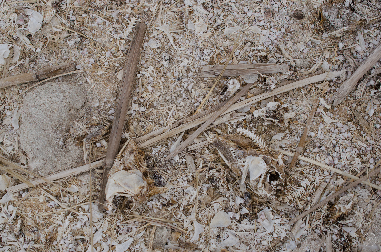 SALTON SEA-sm-0201.jpg
