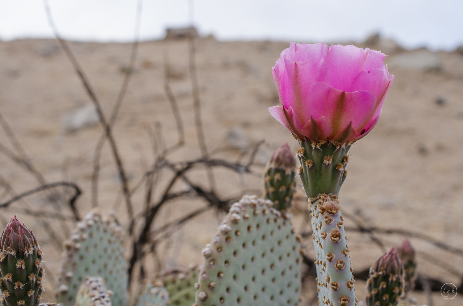 SALTON SEA-sm-0247.jpg