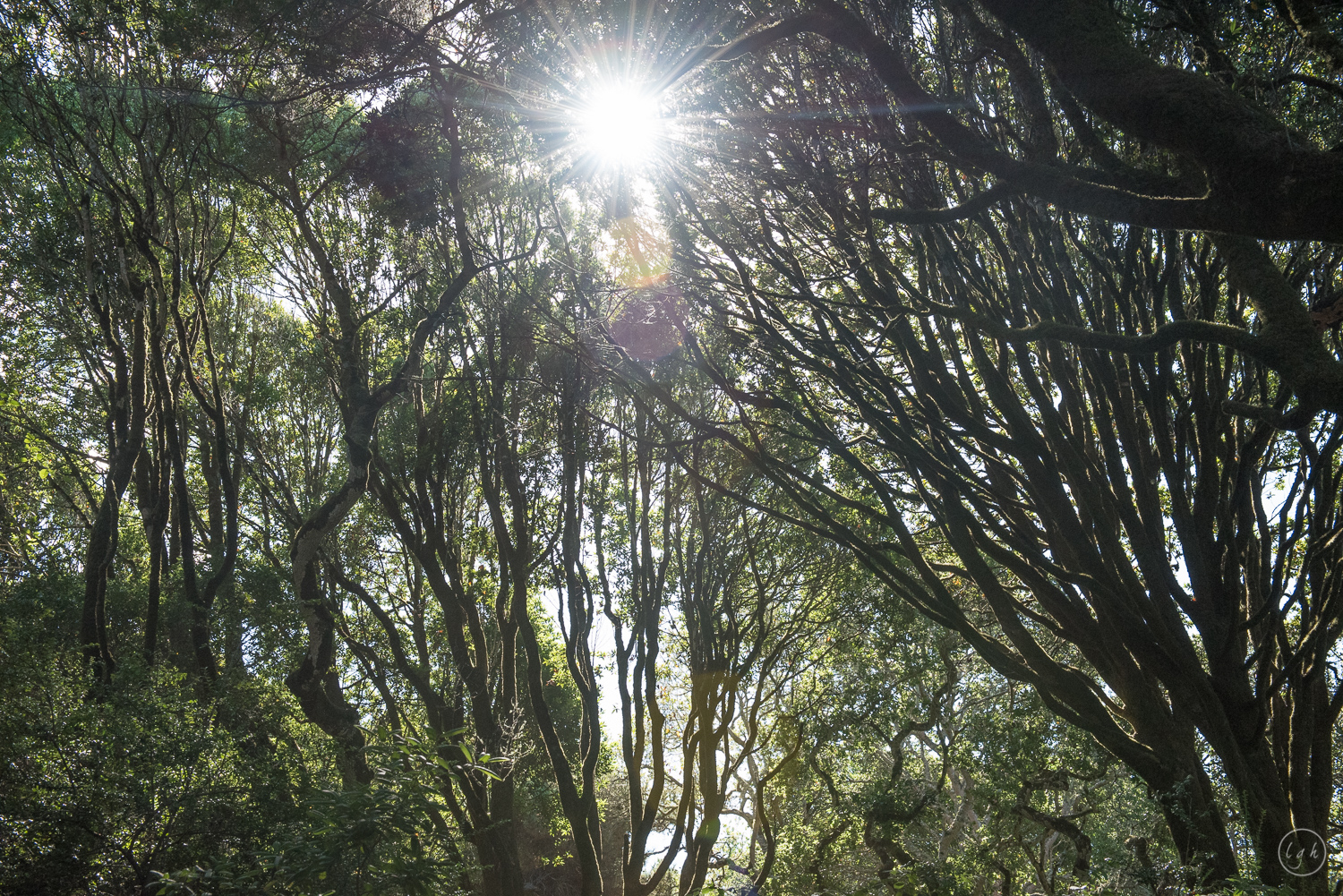 DSC_1250.jpg