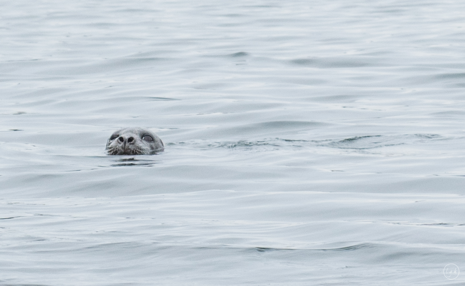 DSC_2219.jpg