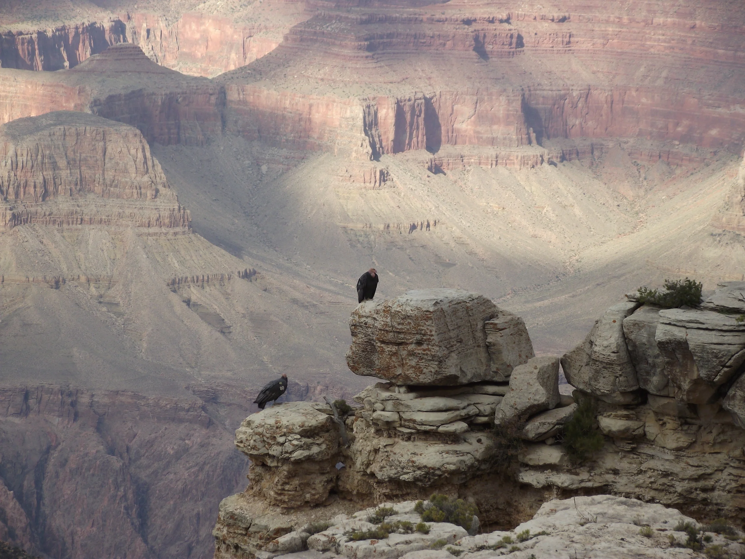 20101127 calf cond.JPG